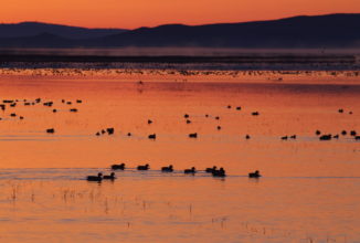 CENSIMENTO DEGLI UCCELLI ACQUATICI, BUONI I RISULTATI