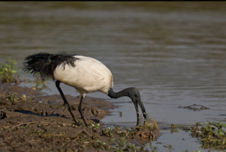 Ibis sacro: al via la deroga in Lombardia. Tutte le disposizioni per i cacciatori interessati