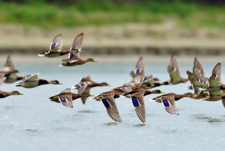 CALO DELL’AVIFAUNA E CACCIABILITA’: NON C’E’ CORRELAZIONE